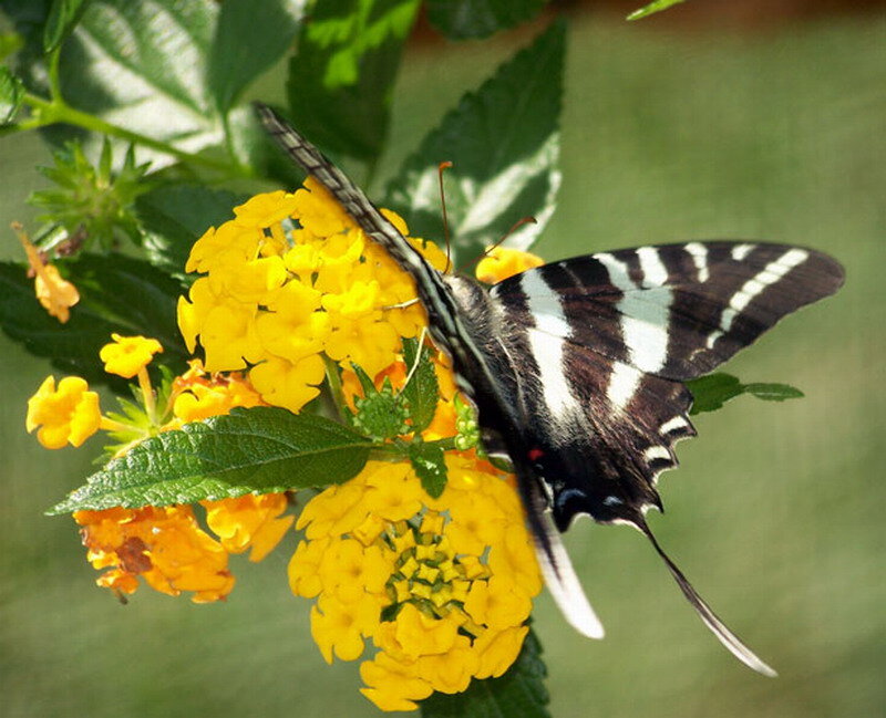 Black and White Butterfly — Yellow, Calm