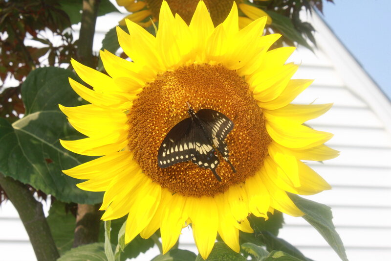 Black and White Butterfly — Yellow