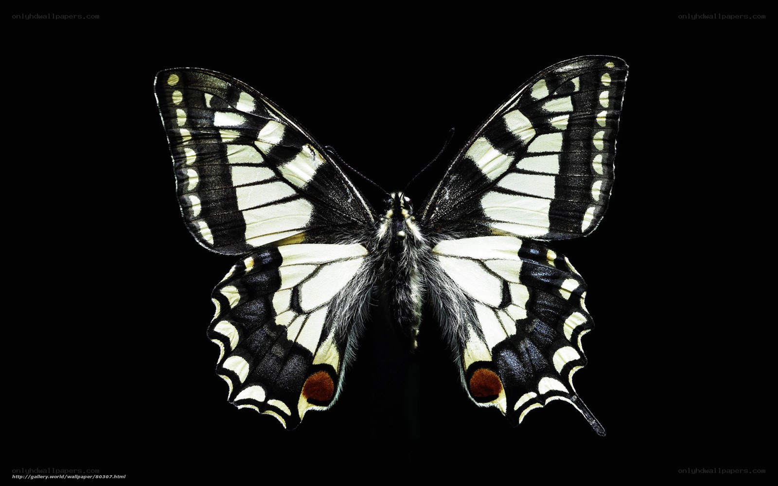 black and white butterfly