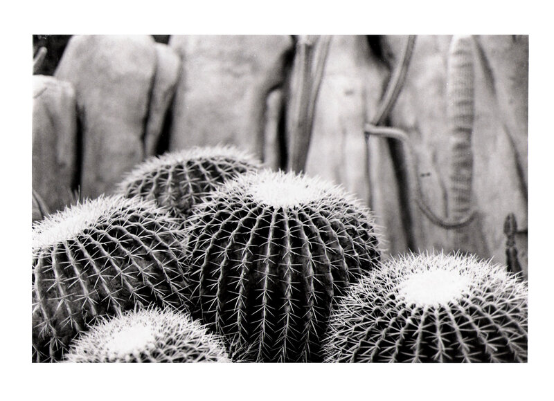 Black and white cactus cluster