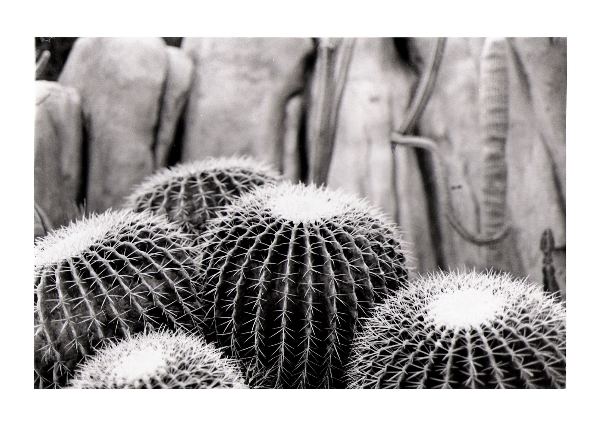 Black and white cactus cluster