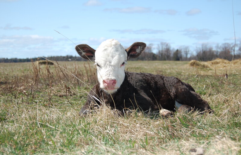 Black and White Calf — Green, Calm