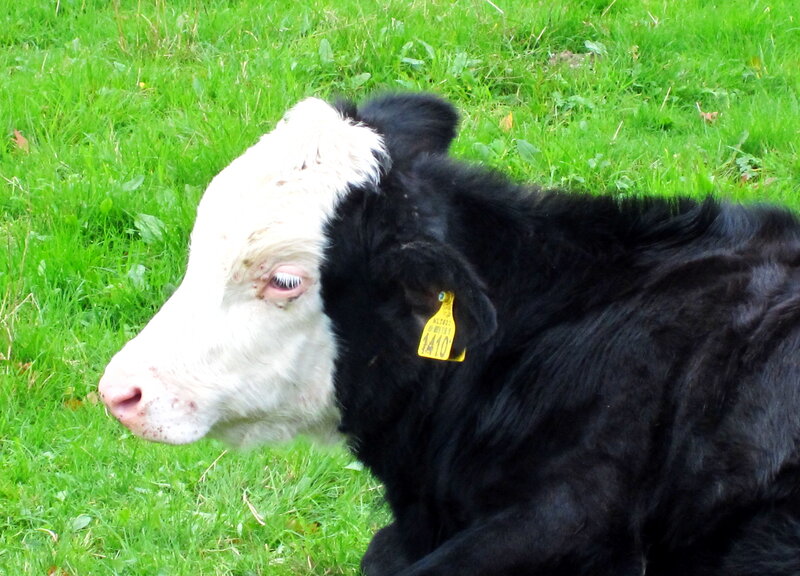 Black and White Calf — Green