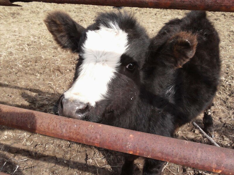 Black and White Calf