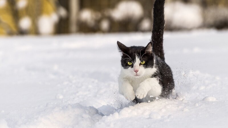 Black and White Cat — Active
