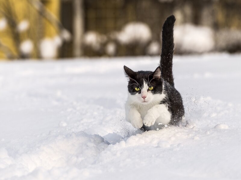 Black and White Cat — Active, Winter, Photograph, Snow, Tail