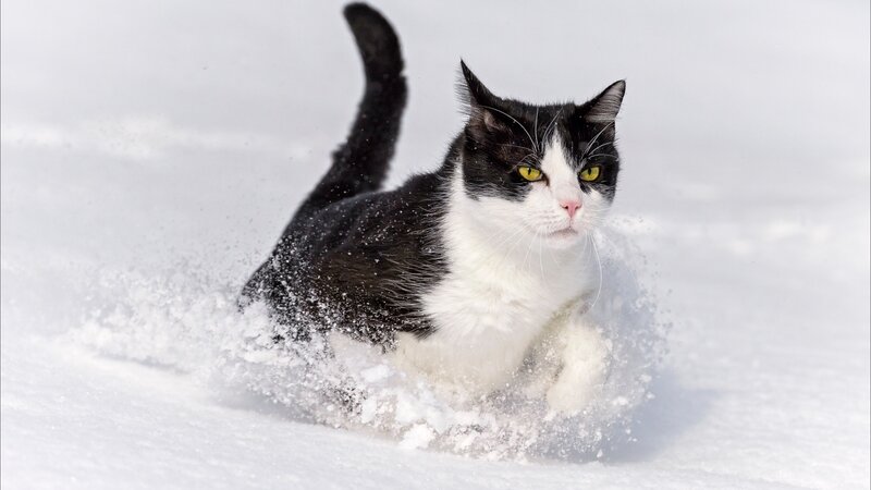 Black and White Cat — Active, Winter, Photograph, Snow