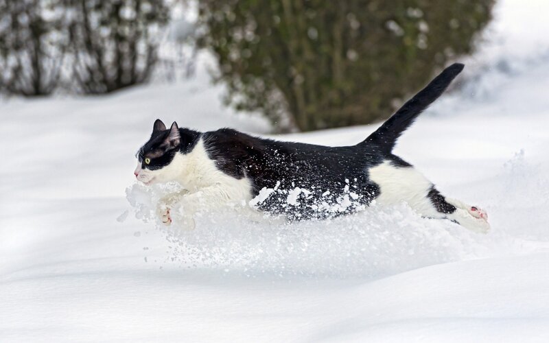 Black and White Cat — Active, Winter, Photograph