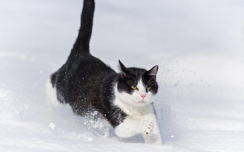 Black and White Cat — Active, Winter