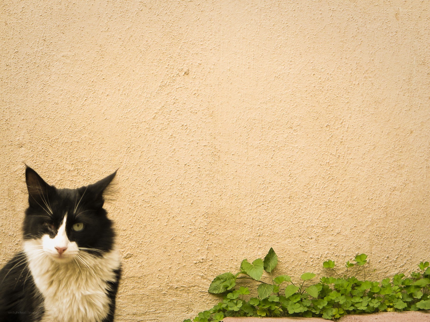 black and white cat against wall