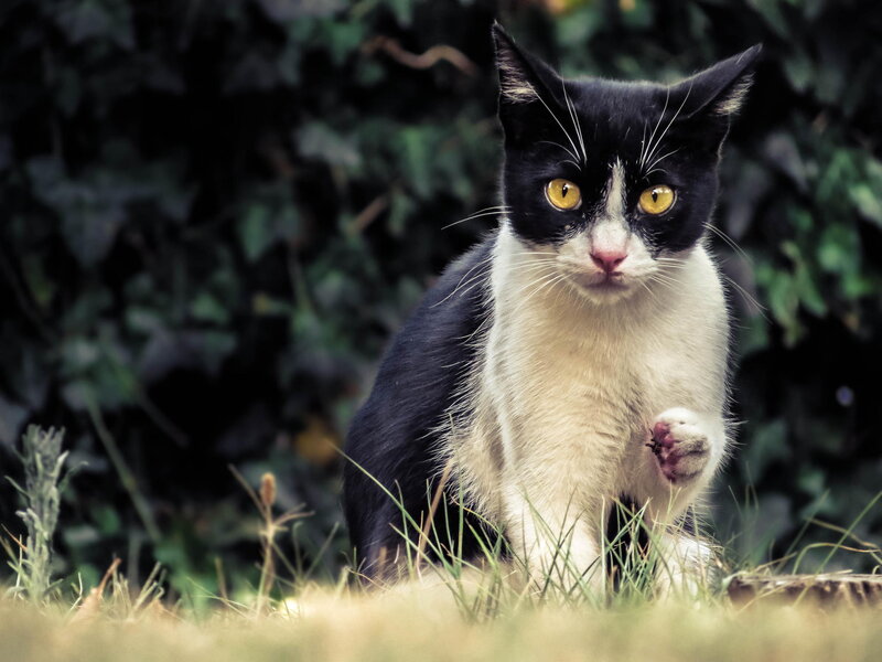 Black and White Cat — Alert, Afternoon, Photograph, Grass