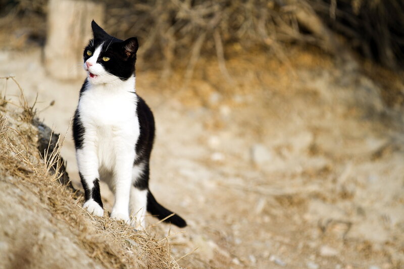 Black and White Cat — Alert, Afternoon, Photograph