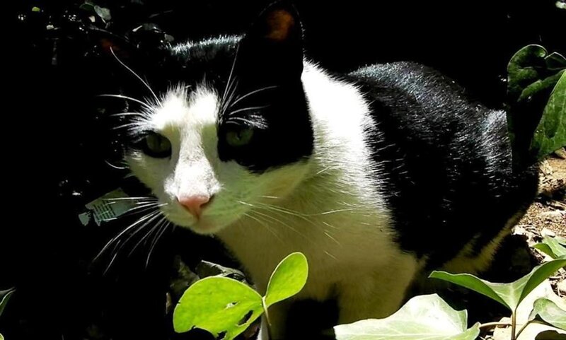 Black and White Cat — Alert, Afternoon