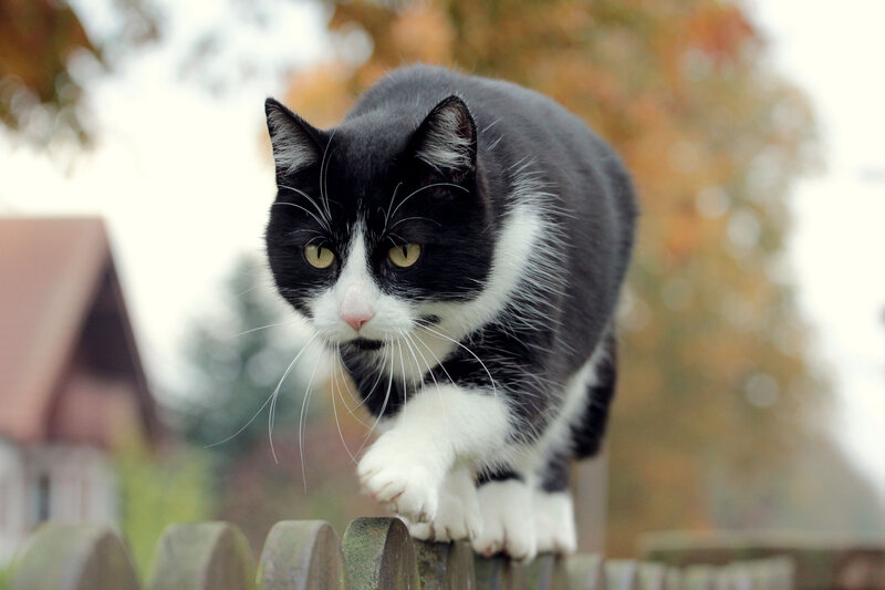 Black and White Cat — Alert, Autumn, Photograph, Fence