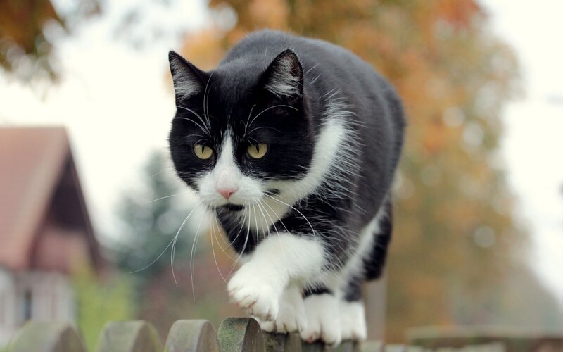 Black and White Cat — Alert, Autumn, Photograph