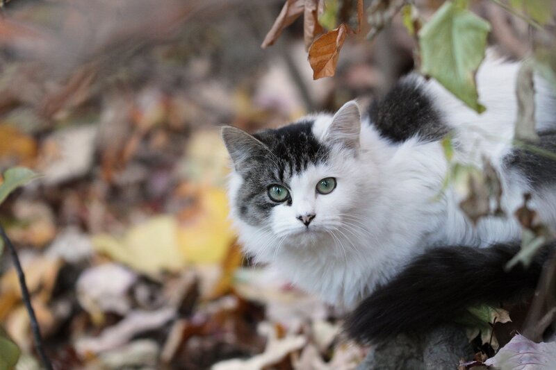 Black and White Cat — Alert, Autumn