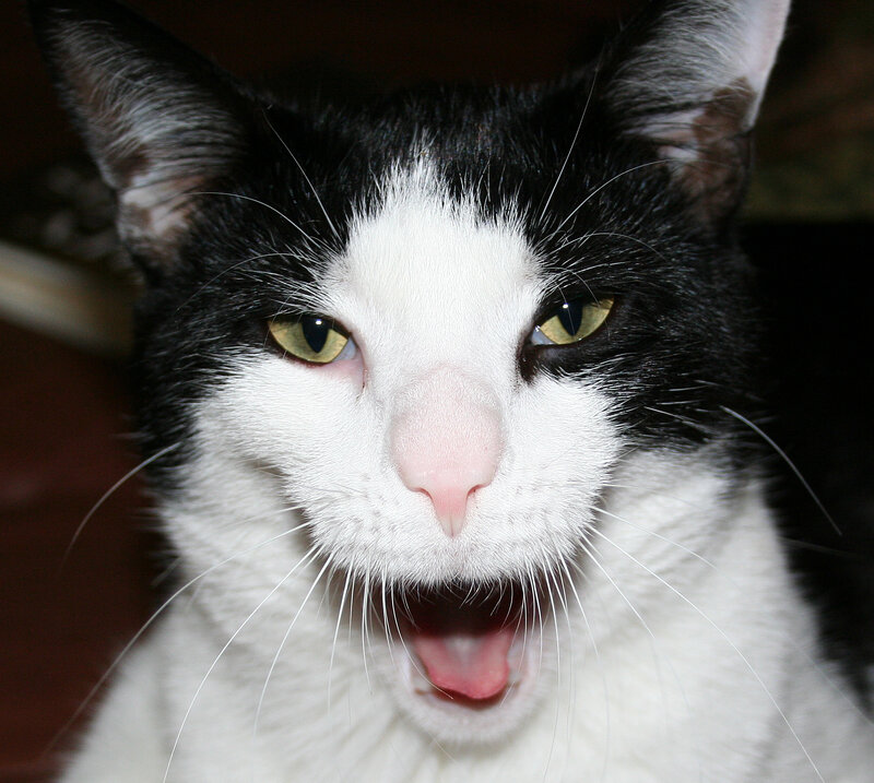 Black and White Cat — Alert, Photograph, Eyes