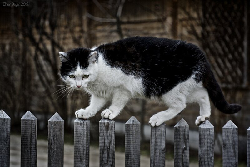 Black and White Cat — Alert, Photograph, Fence
