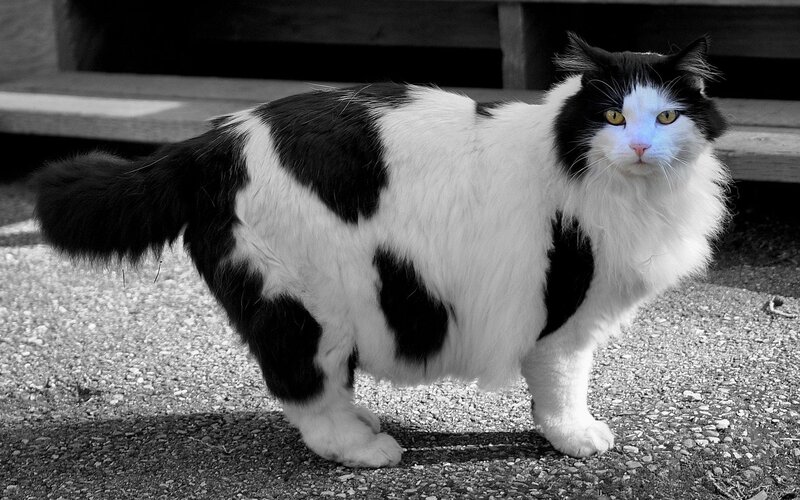 Black and White Cat — Alert, Photograph, Pavement