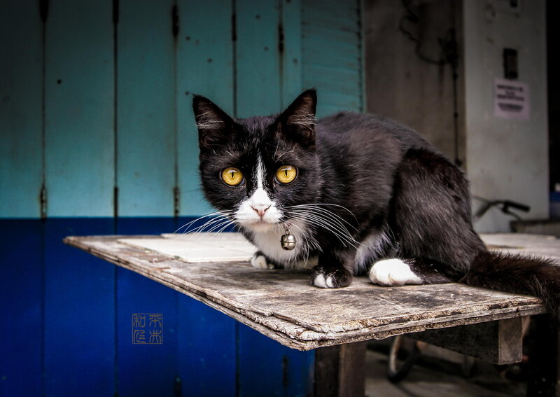 Black and White Cat — Alert, Photograph, Table