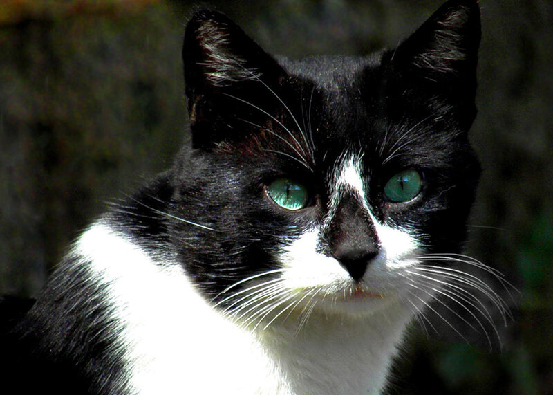 Black and White Cat — Alert, Photograph