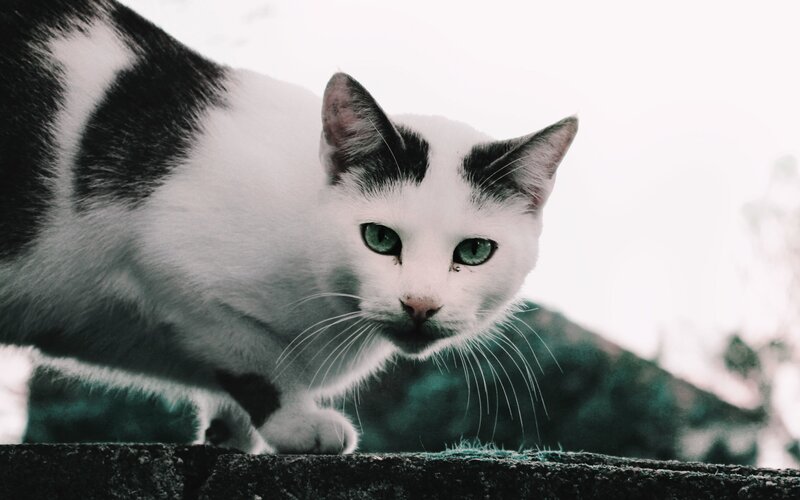 Black and White Cat — Alert, Photograph, Whiskers, Green Eyes