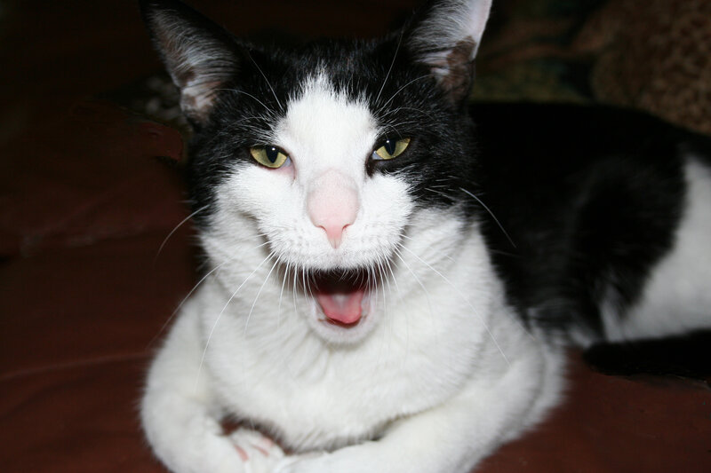 Black and White Cat — Alert, Photograph, Whiskers