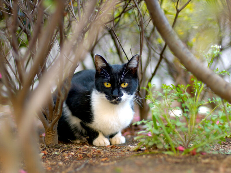 Black and White Cat — Alert, Spring