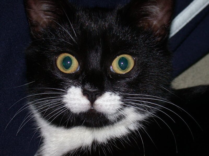 Black and White Cat — Alert