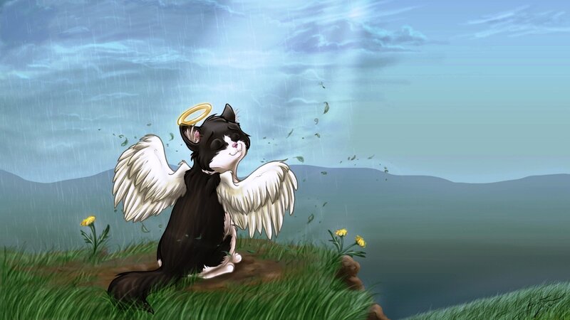 Black and White Cat Angel