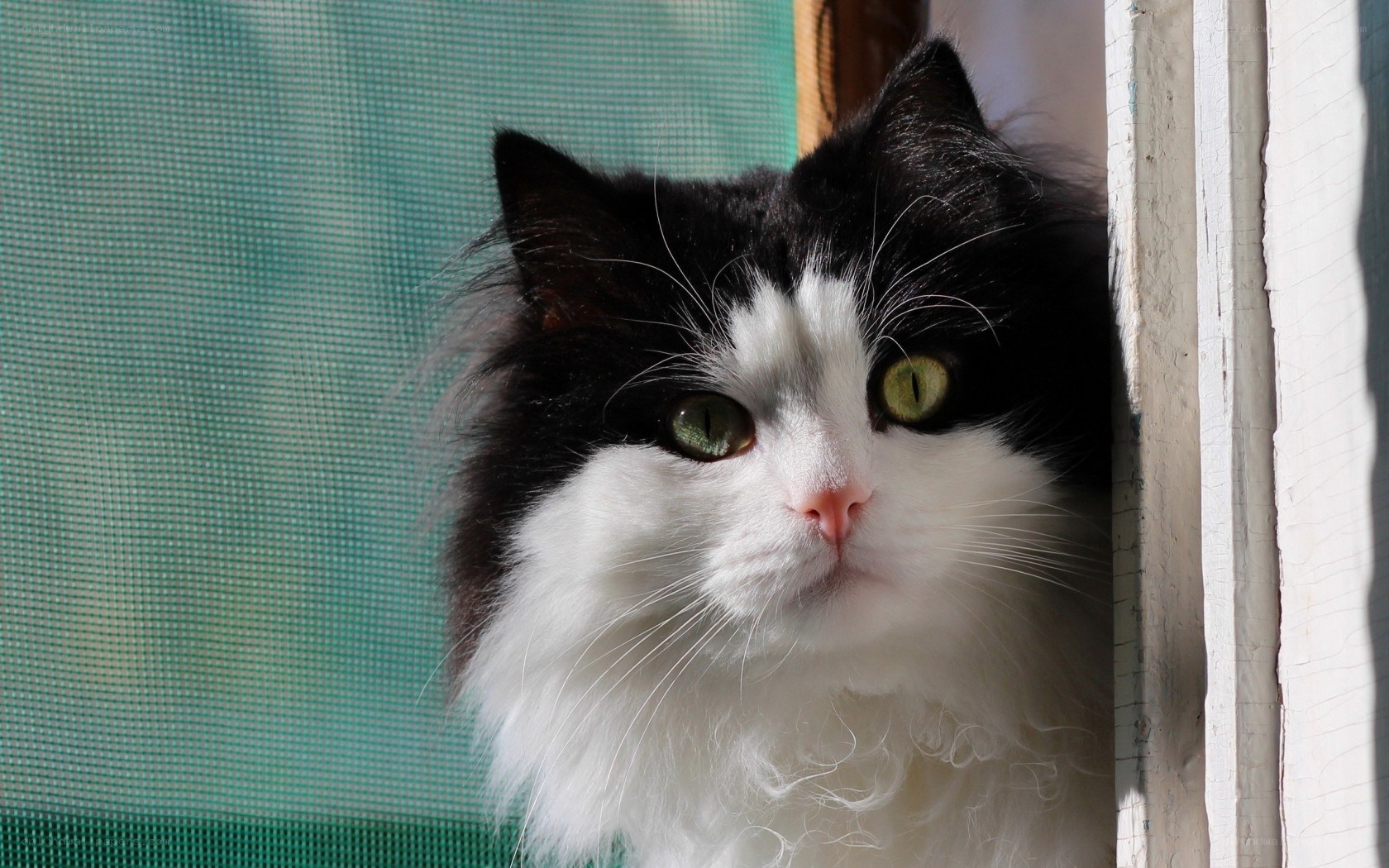 black and white cat at window
