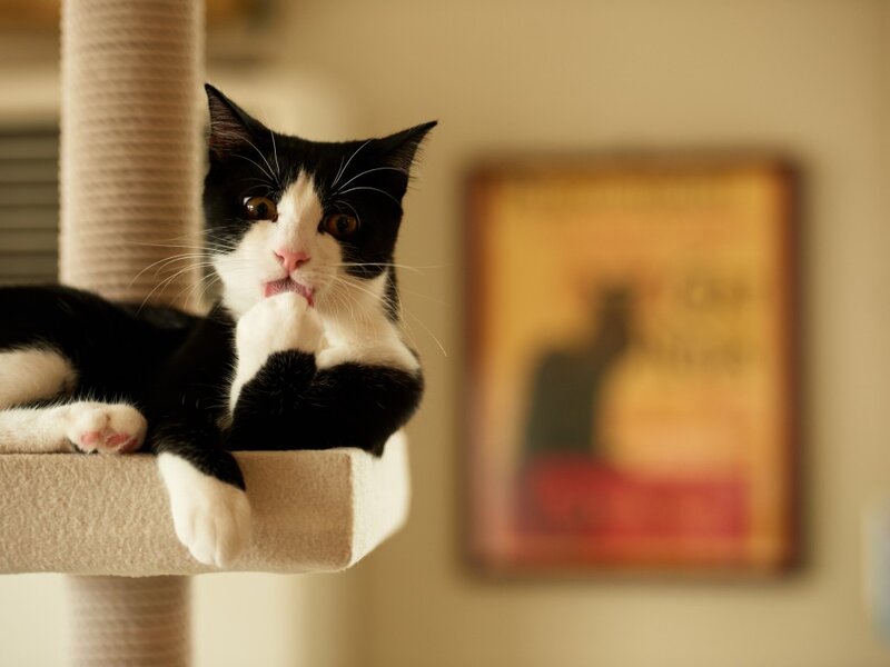 Black and White Cat — Beige