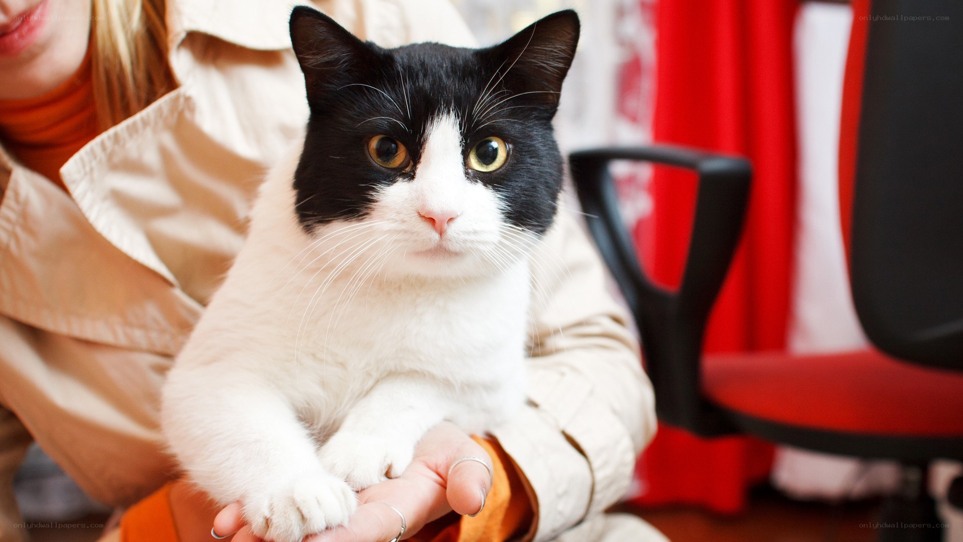 black and white cat being held
