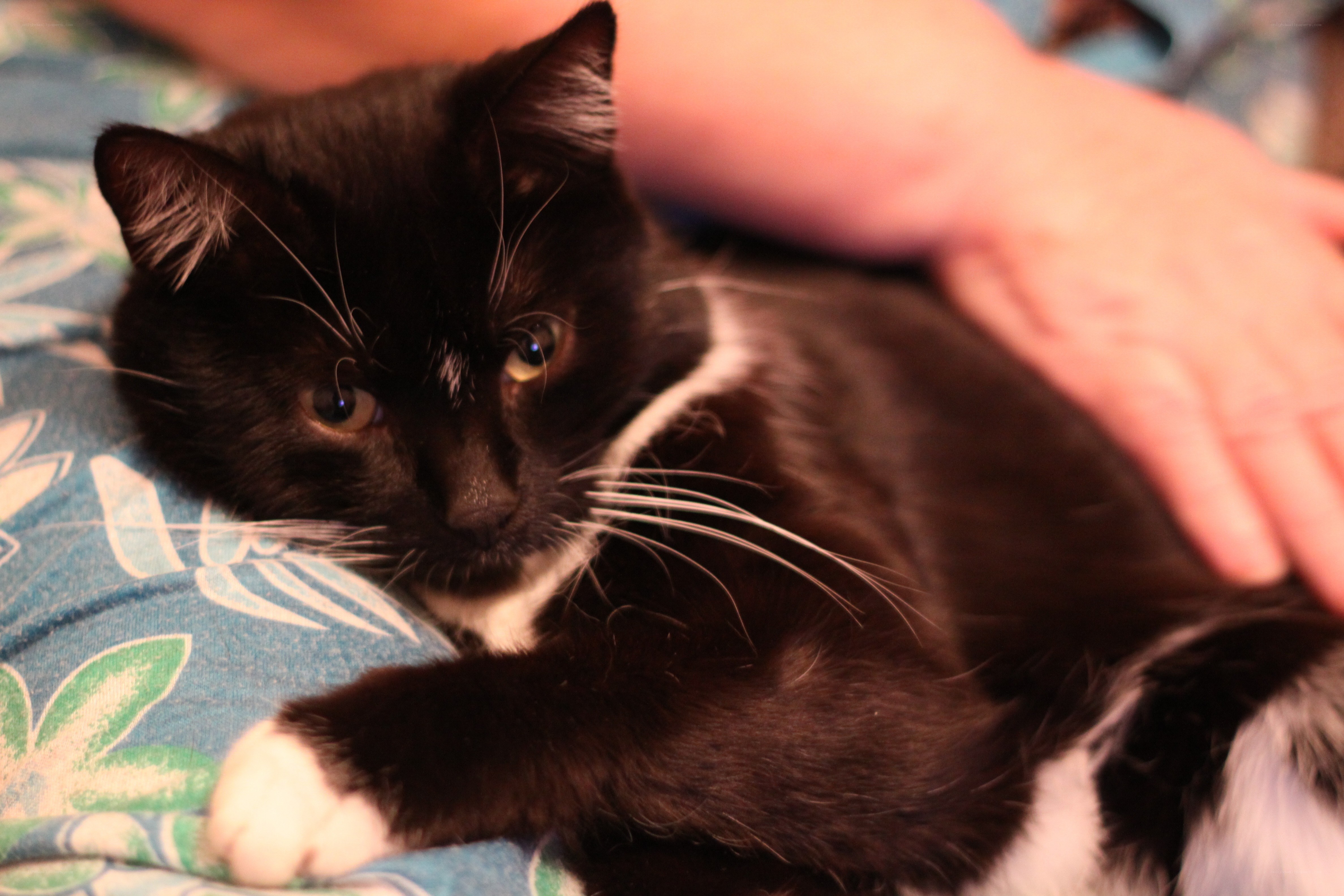 black and white cat being petted