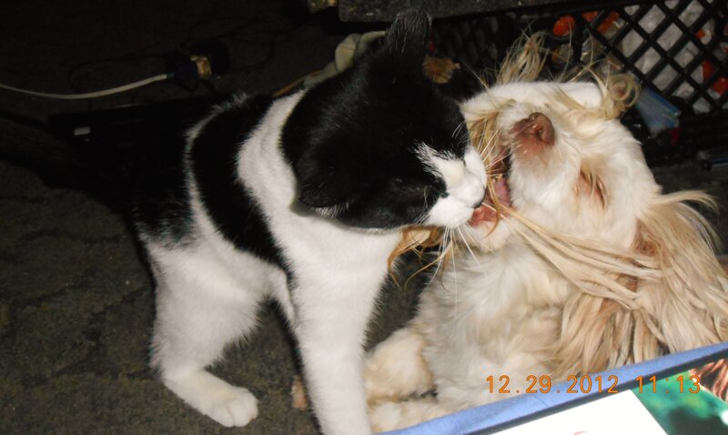 Black and White Cat Biting Dog