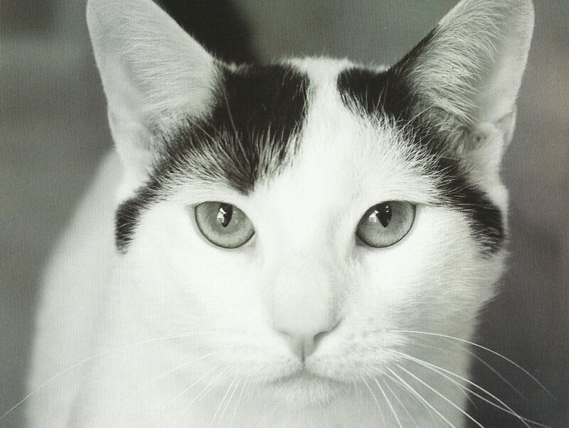 Black-and-white Cat — Black, Calm