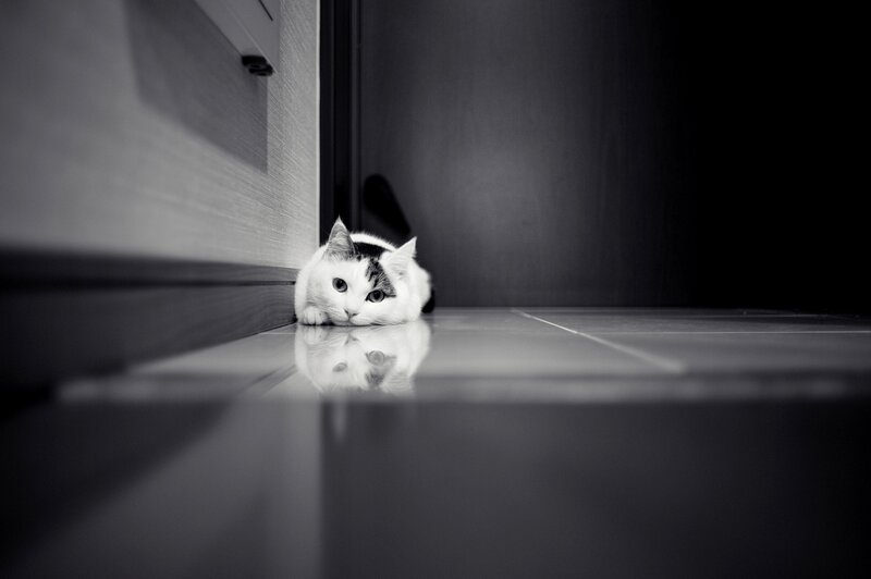 Black-and-white Cat — Black, Dramatic