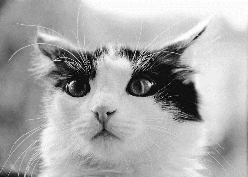 Black-and-white Cat — Black