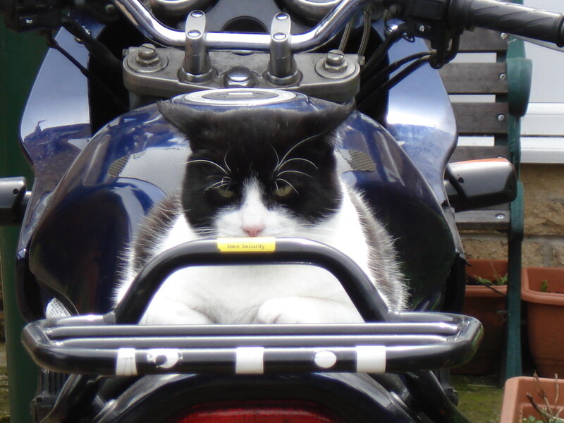 Black and White Cat — Blue, Calm, Afternoon