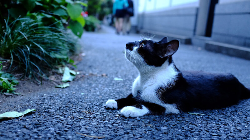 Black and White Cat — Blue, Calm, Night, Photograph