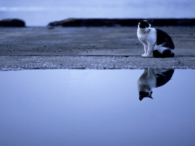 Black and White Cat — Blue, Calm, Night