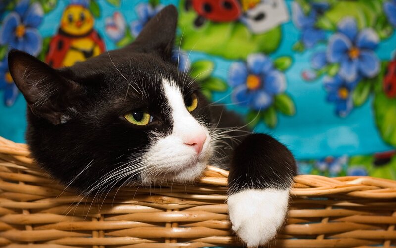 Black and White Cat — Blue, Calm, Photograph, Basket
