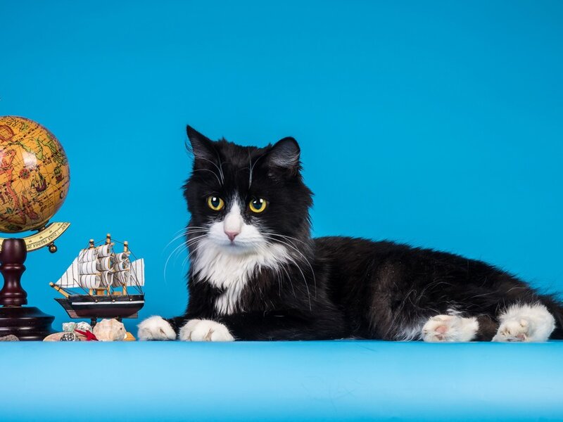 Black and White Cat — Blue, Calm, Photograph, Globe, Ship Model