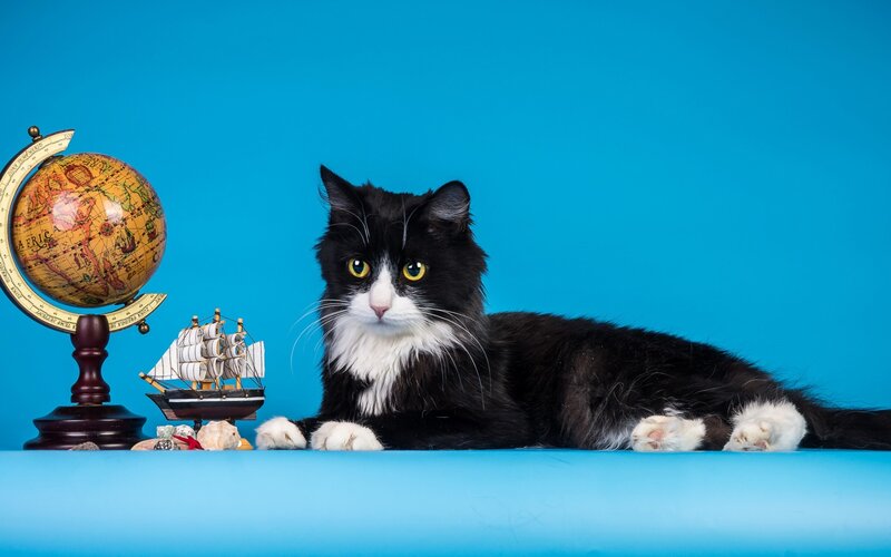 Black and White Cat — Blue, Calm, Photograph, Globe