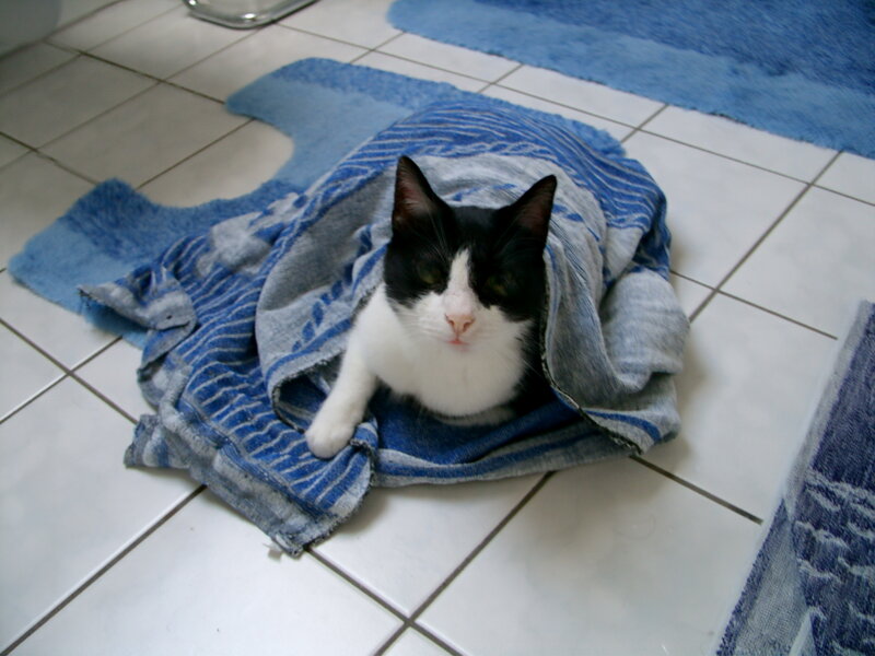 Black and White Cat — Blue, Calm, Photograph