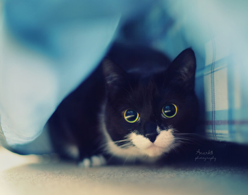 Black and White Cat — Blue, Curious, Photograph, Blanket