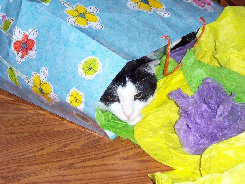 Black and White Cat — Blue, Curious, Photograph, Gift Bag