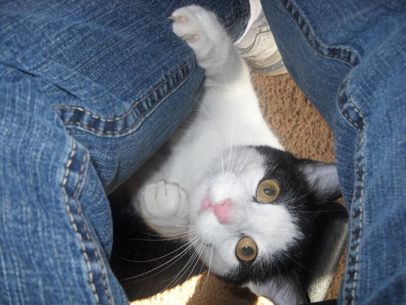 Black and White Cat — Blue, Curious, Photograph