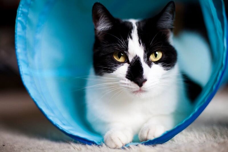 Black and White Cat — Blue, Curious, Photograph, Tunnel