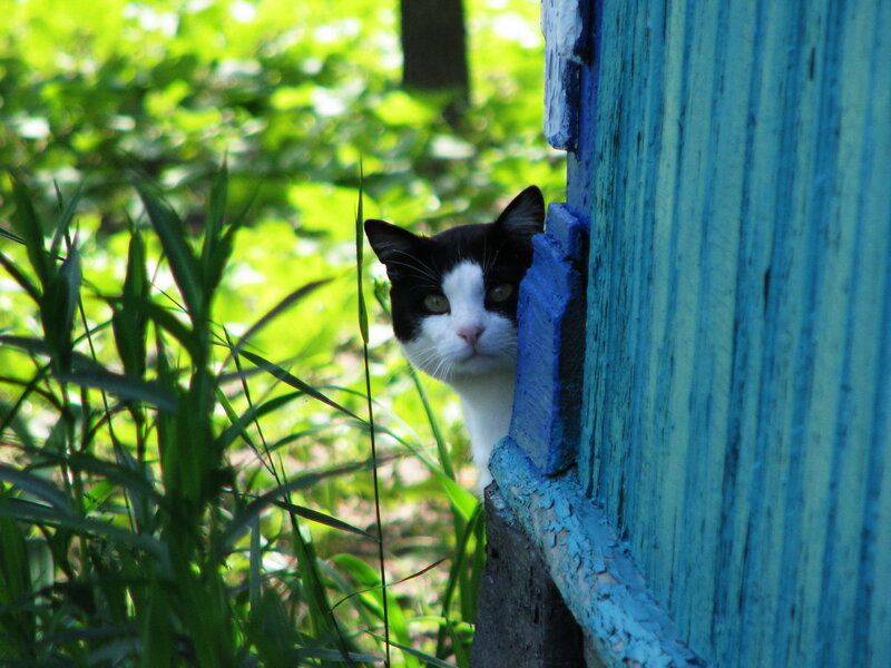 Black and White Cat — Blue, Curious